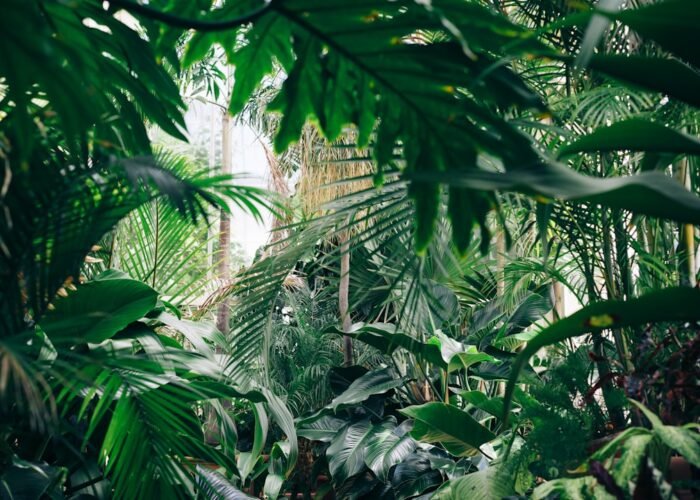 Tropical rainforest canopy in Semuliki National Park, Uganda
