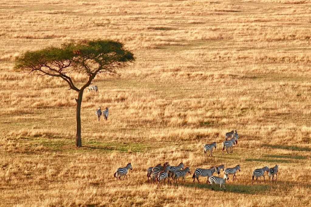 Aerial view of the Serengeti plains, Tanzania