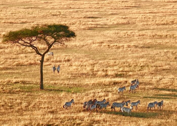 Aerial view of the Serengeti plains, Tanzania