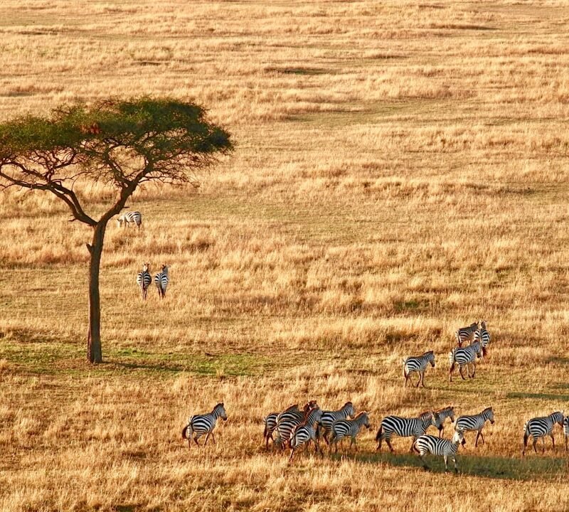 Aerial view of the Serengeti plains, Tanzania