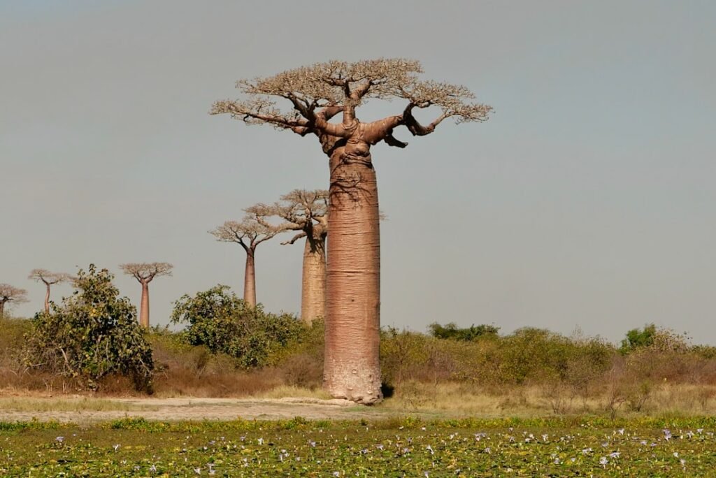 Baobab tree landscape, characteristic of Tarangire National Park, Tanzania