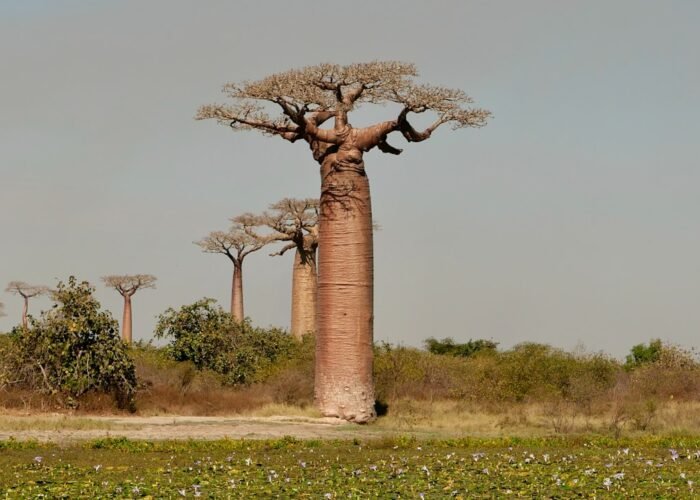 Baobab tree landscape, characteristic of Tarangire National Park, Tanzania