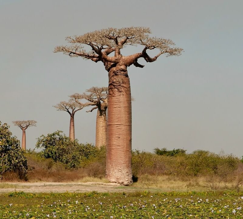 Baobab tree landscape, characteristic of Tarangire National Park, Tanzania