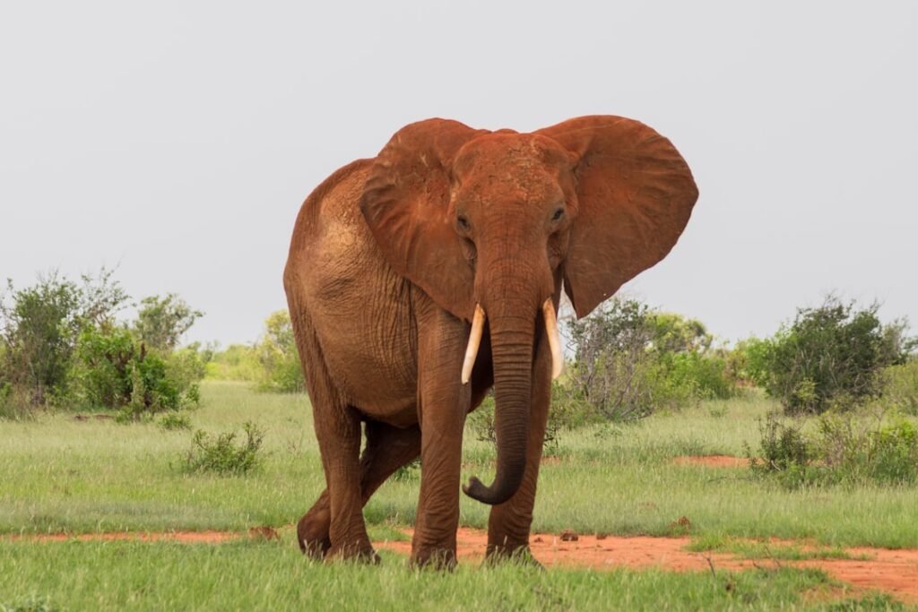 Red-dust elephant in Tsavo East National Park, Kenya