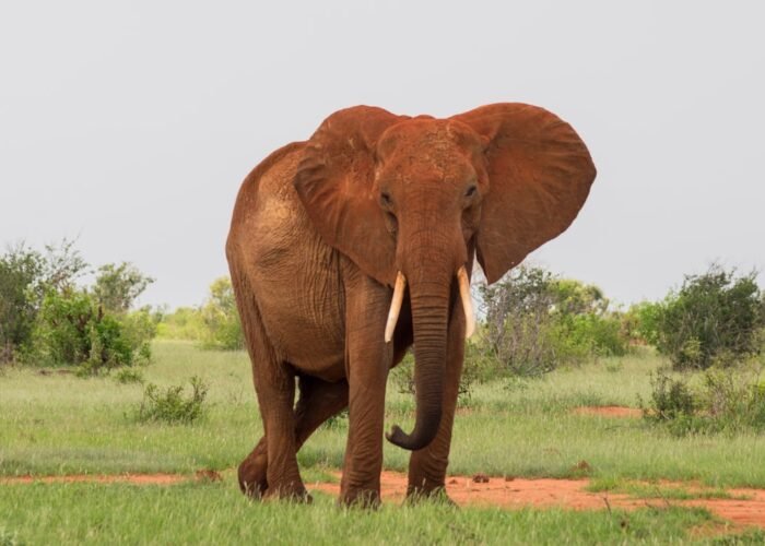 Red-dust elephant in Tsavo East National Park, Kenya