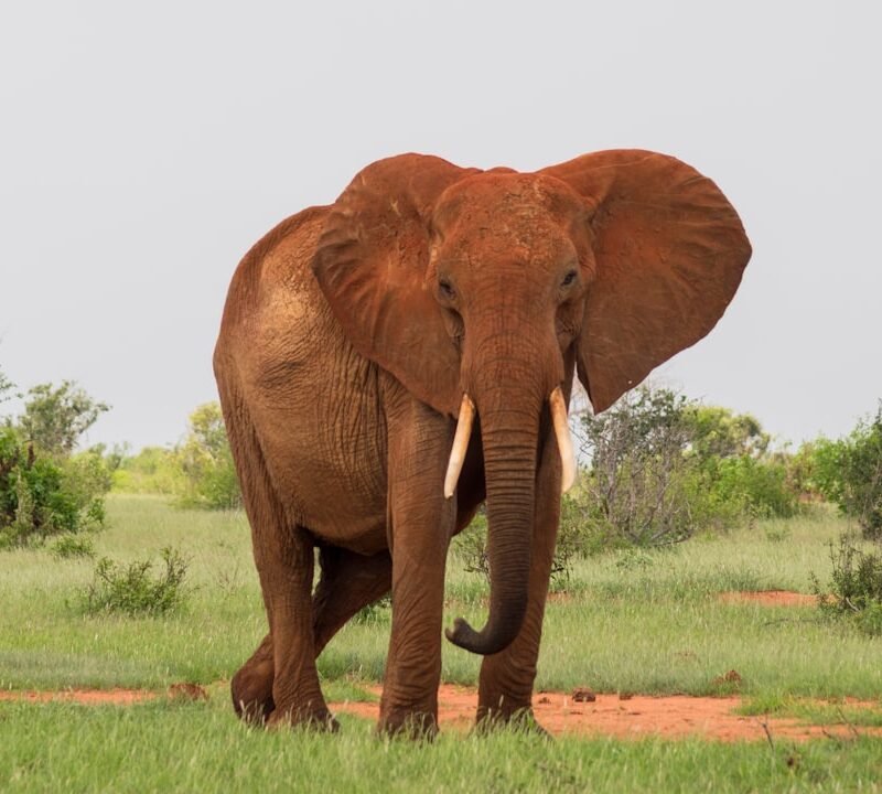 Red-dust elephant in Tsavo East National Park, Kenya