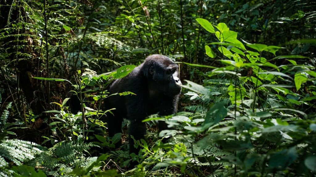 Mountain gorilla in the jungle, characteristic of Volcanoes National Park, Rwanda