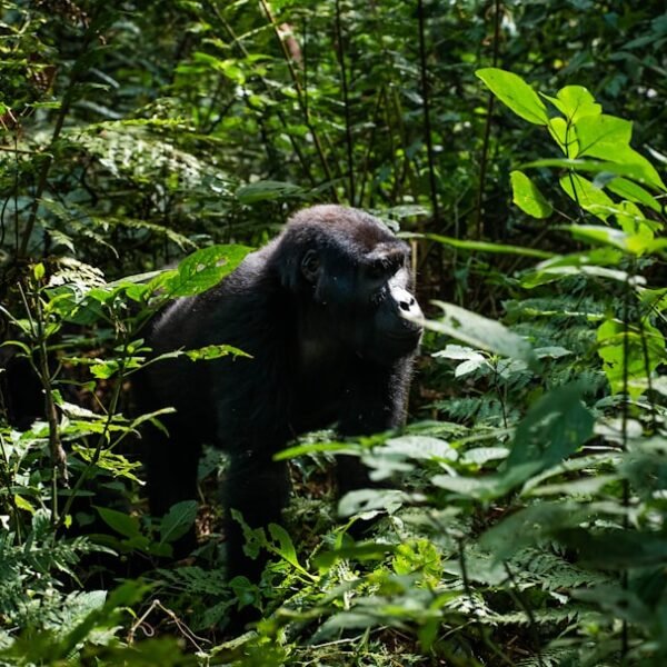 Mountain gorilla in the jungle, characteristic of Volcanoes National Park, Rwanda