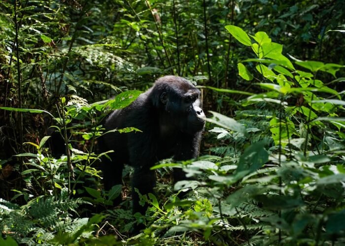 Mountain gorilla in the jungle, characteristic of Volcanoes National Park, Rwanda