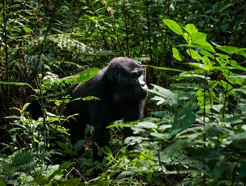 Mountain gorilla in the jungle, characteristic of Volcanoes National Park, Rwanda